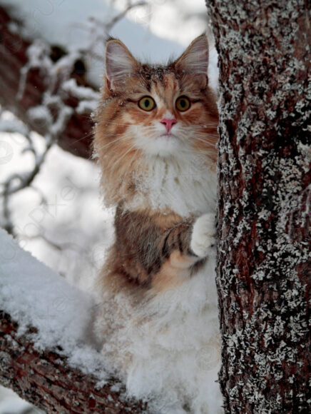 ảnh mèo anh lông dài săn mồi trong tuyết