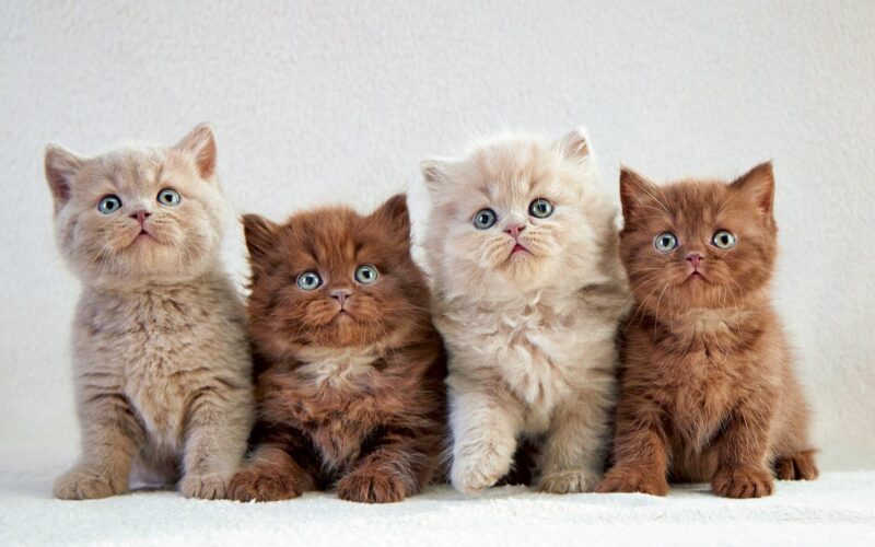 ảnh mèo anh lông dài thuần chủng đẹp