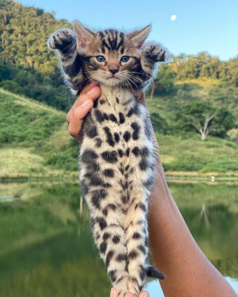 ảnh mèo bengal bé đáng yêu cute