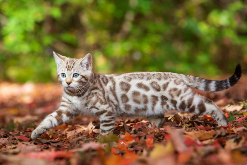 ảnh mèo bengal đẹp dưới tán lá phong