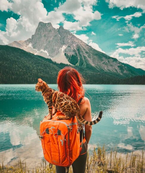 ảnh mèo bengal đi du lịch cùng cô chủ