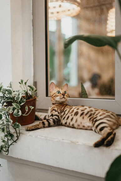 ảnh mèo bengal nằm nghỉ bên của sổ