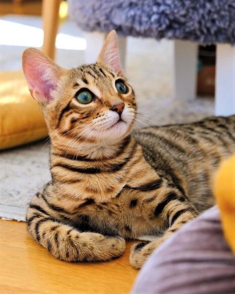 ảnh mèo bengal ngây thơ đáng yêu