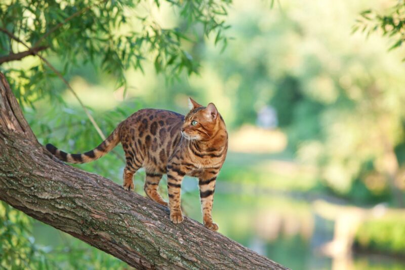 ảnh mèo bengal trèo cây đẹp