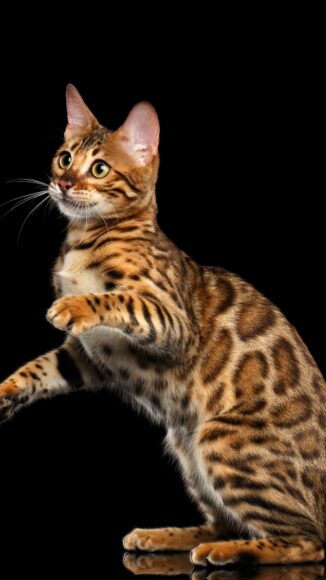 Adorable breed Bengal Cat isolated on Black Background