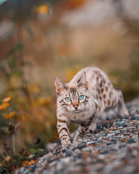 ảnh mèo bengal tuyết rình mồi đẹp