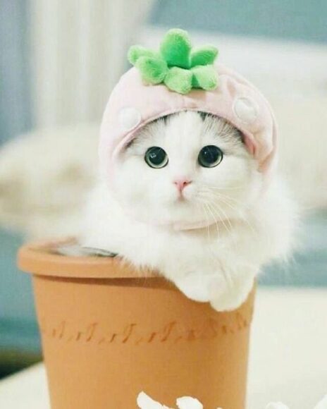 ảnh mèo cute đội mũ