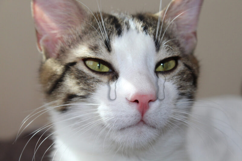 ảnh mèo khóc bá đạo