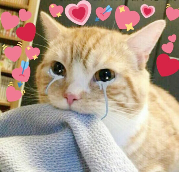 ảnh mèo khóc trái tim