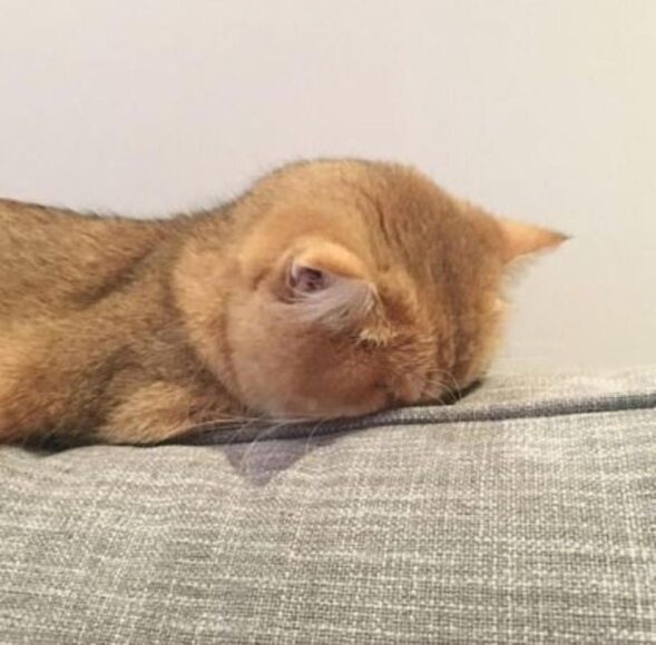 ảnh mèo khóc úp mặt vào gối