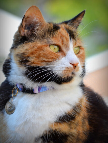 ảnh mèo tam thể đeo chuông xinh đẹp