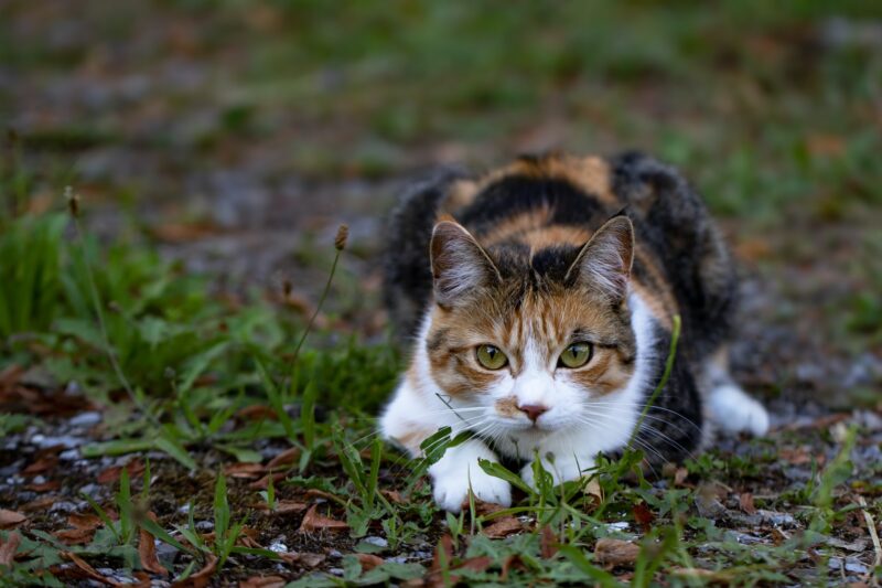 ảnh mèo tam thể đẹp đang rình mồi