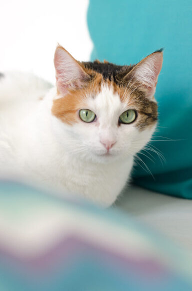 ảnh mèo tam thể đẹp nhìn chăm chú