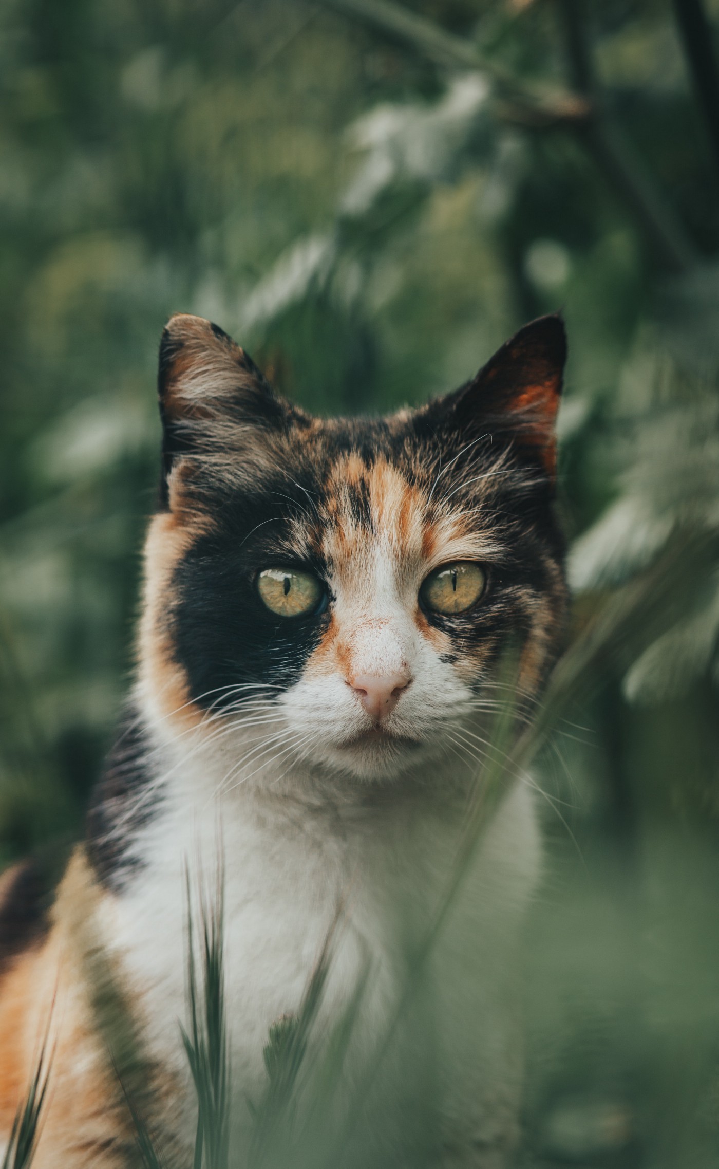 Những bức ảnh mèo Trimbo đẹp nhất khiến bạn không thể rời mắt