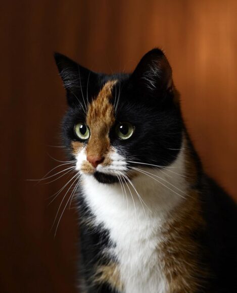 ảnh mèo tam thể mặt đen quý hiếm