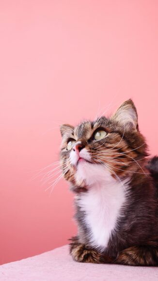 ảnh mèo tam thể ngước nhìn lên trên đẹp