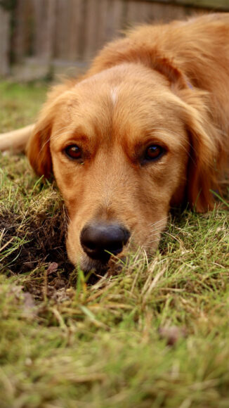 ảnh nền iPhone 4K chú chó