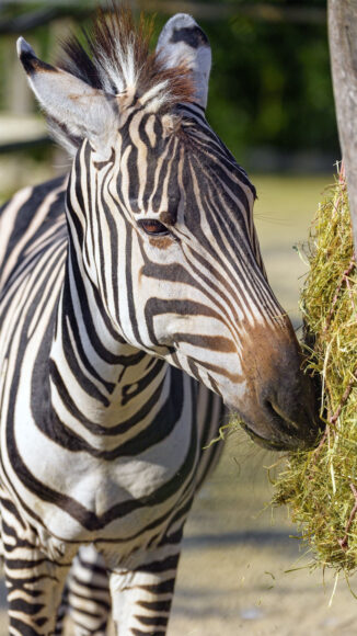 ảnh nền iPhone 4K ngựa vằn