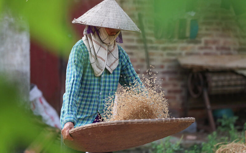 ảnh người mẹ già sàng thóc