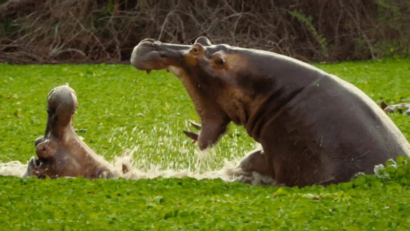 hình Hà Mã ấn tượng