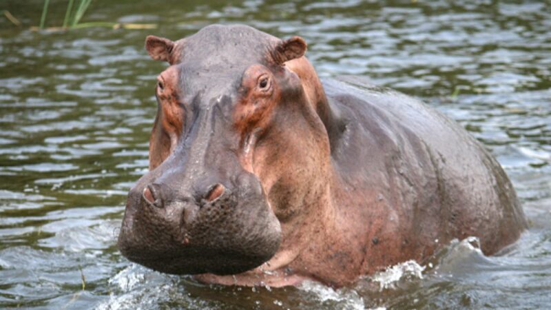 hình Hà Mã dễ thương