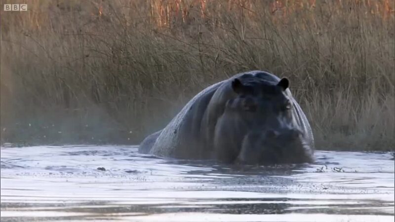 hình Hà Mã độc đáo