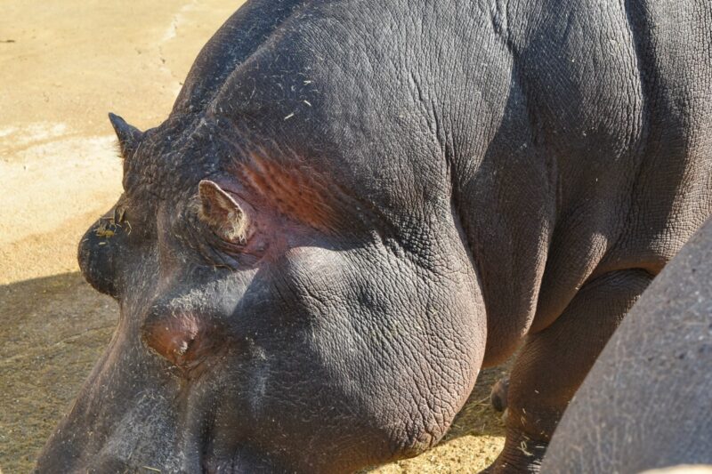 hình Hà Mã độc lạ