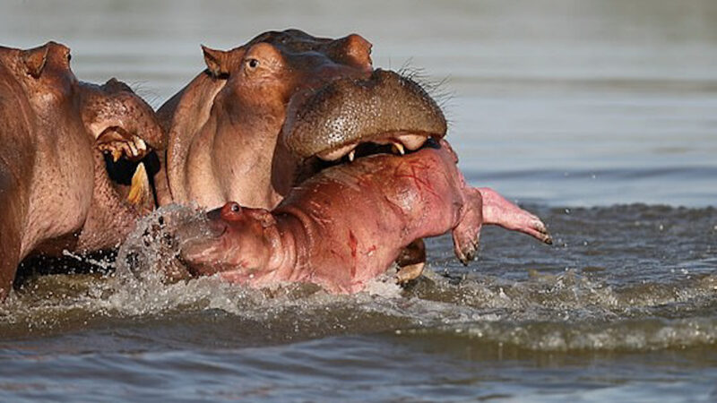 hình Hà Mã trêu đùa