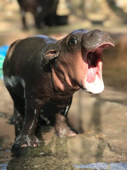 hình ảnh Hà Mã con dễ thương