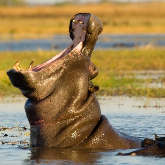 hình ảnh Hà Mã cực ngầu