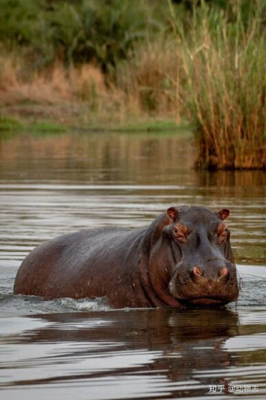 hình ảnh Hà Mã cute