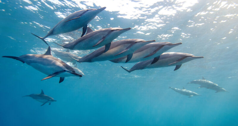 hình ảnh cá heo bơi thành đàn đẹp mắt