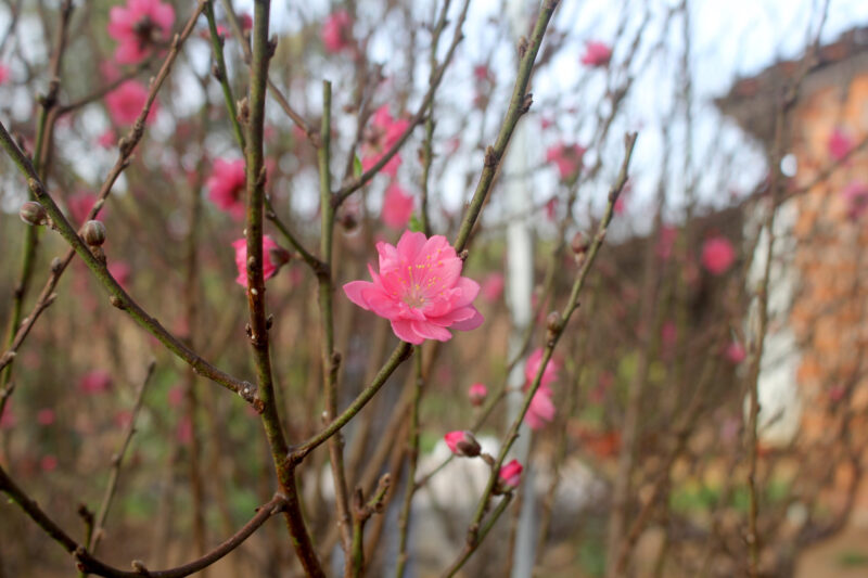 hình ảnh cây đào chúm chím