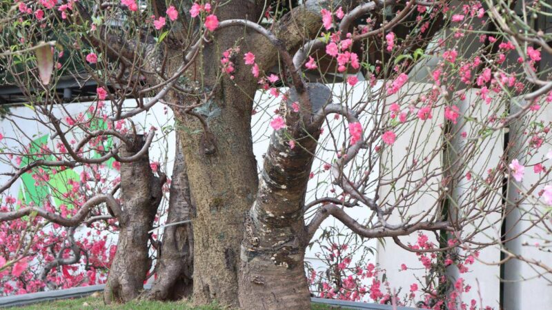 hình ảnh cây đào gốc đào đẹp