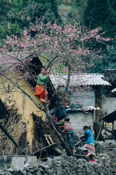 hình ảnh cây đào hà giang