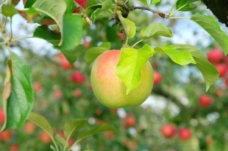 hình ảnh cây táo đẹp mắt
