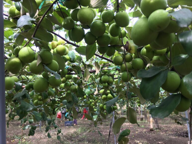 hình ảnh cây táo ta