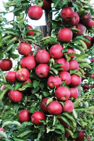 hình ảnh cây táo trĩu quả