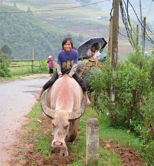 hình ảnh con trâu màu trắng hiếm