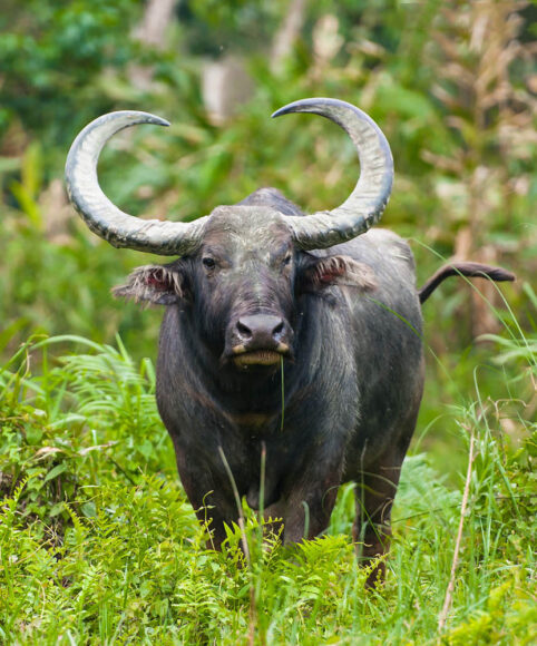 hình ảnh con trâu rừng châu Phi đẹp nhất