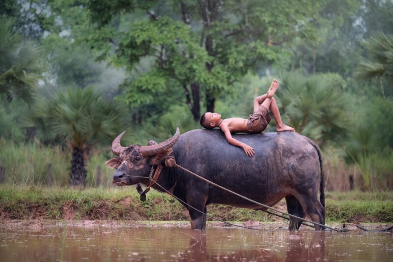 hình ảnh con trâu và cậu bé nằm lên lưng trâu