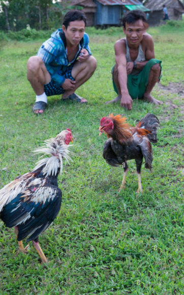 hình ảnh gà chọi chuẩn bị chiến đấu