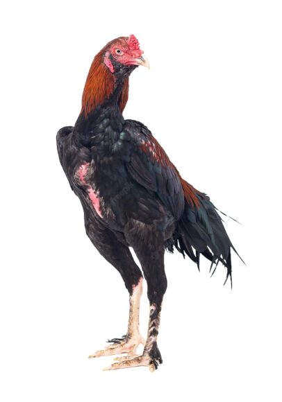 hình ảnh gà chọi cổ điển thuần chủng