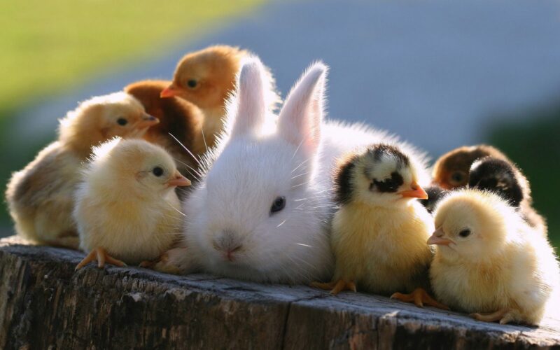 hình ảnh gà cute và thỏ con
