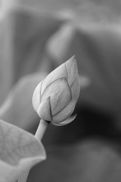 hình ảnh hoa Sen trắng nền đen búp sen