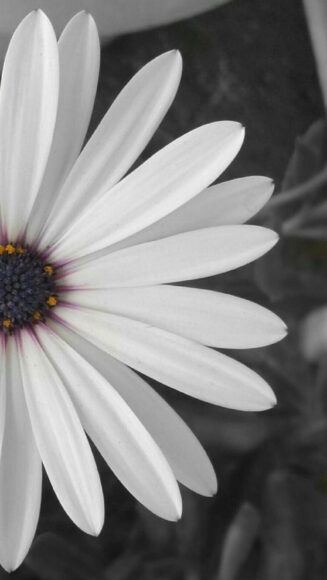 hình ảnh hoa cúc trắng nền đen buồn