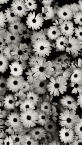 hình ảnh hoa cúc trắng nền đen cúc họa mi