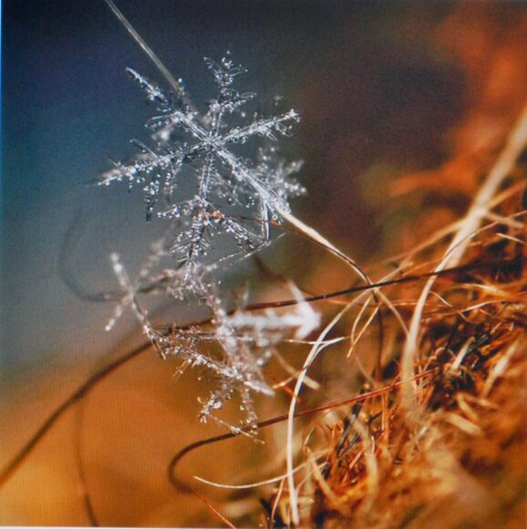 hình ảnh hoa tuyết trên cây