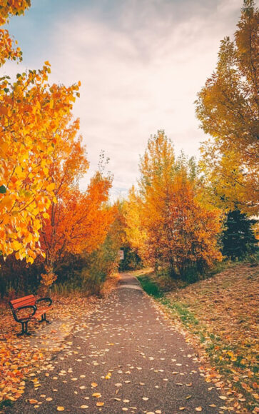 hình ảnh lá vàng rơi khắp con đường