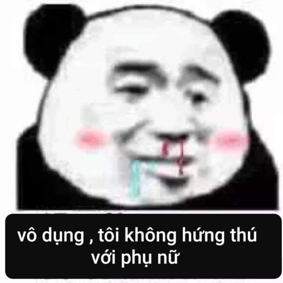 hình ảnh meme gấu trúc hài hước